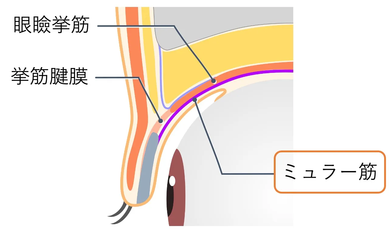 ミュラー筋に作用して眼瞼下垂を改善させる点眼薬｜アップニークミニ点眼液0.1％【仙台で眼瞼下垂治療】