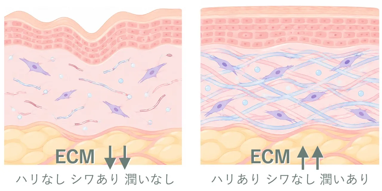 細胞外マトリックス（ECM: ExtraCellular Matrix）が少なく、ハリツヤ弾力がない状態と、ECMの構造が良好でハリのある状態の比較