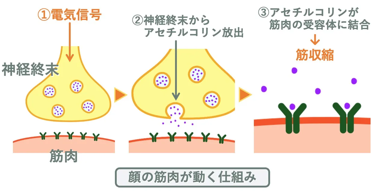 筋肉が収縮する仕組み|神経の電気信号がアセチルコリンの放出という化学的作用に変換される