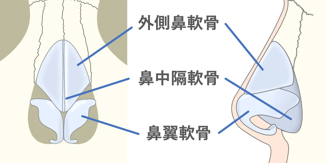 【鼻尖形成・鼻尖軟骨移植・鼻中隔延長】鼻先の形をつくる要素は鼻翼軟骨、外側鼻軟骨、鼻中隔軟骨