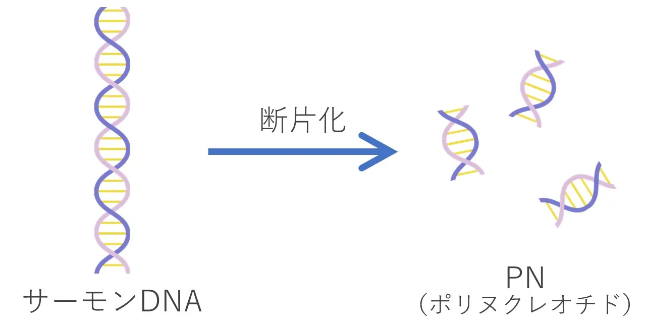 プルリアル・デンシファイ 【ポリヌクレオチド注射】：ポリヌクレオチド（PN）って？