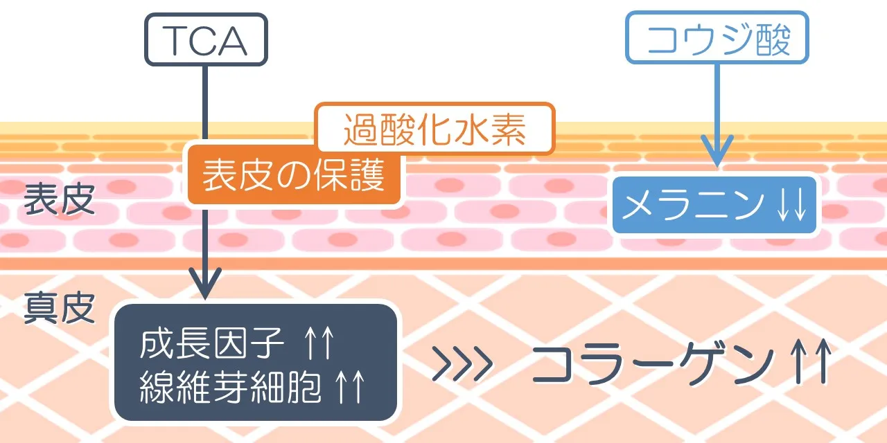 PRX-T33®の作用のメカニズム｜トリクロロ酢酸（TCA）の線維芽細胞活性化作用と、コウジ酸の美白作用