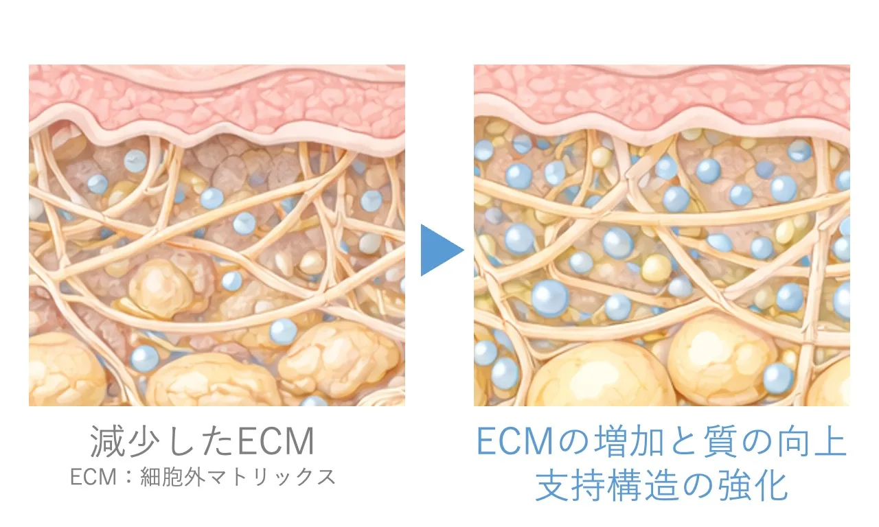 プロファイロ ストラクチュラ 作用のメカニズム①｜脂肪細胞の支持組織が修復される様子
