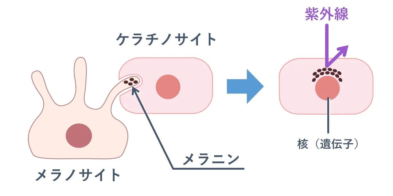 メラノサイトで作られたメラニンは、肌細胞（ケラチノサイト）に渡されて、肌細胞のDNAを紫外線から守ります。