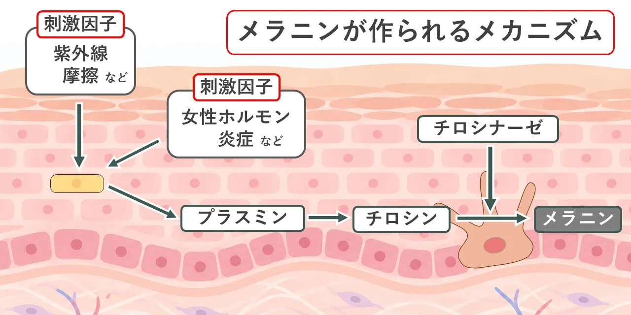 シミの原因となるメラニンが生成される流れのイメージ